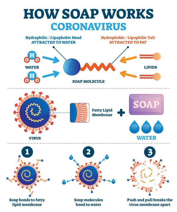 How Does Soap Work? How Soap Works to Remove Germs and Pathogens